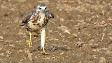 Mäusebussard_ (14).jpg